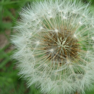 Pusteblume