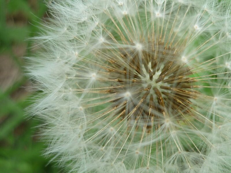 Pusteblume
