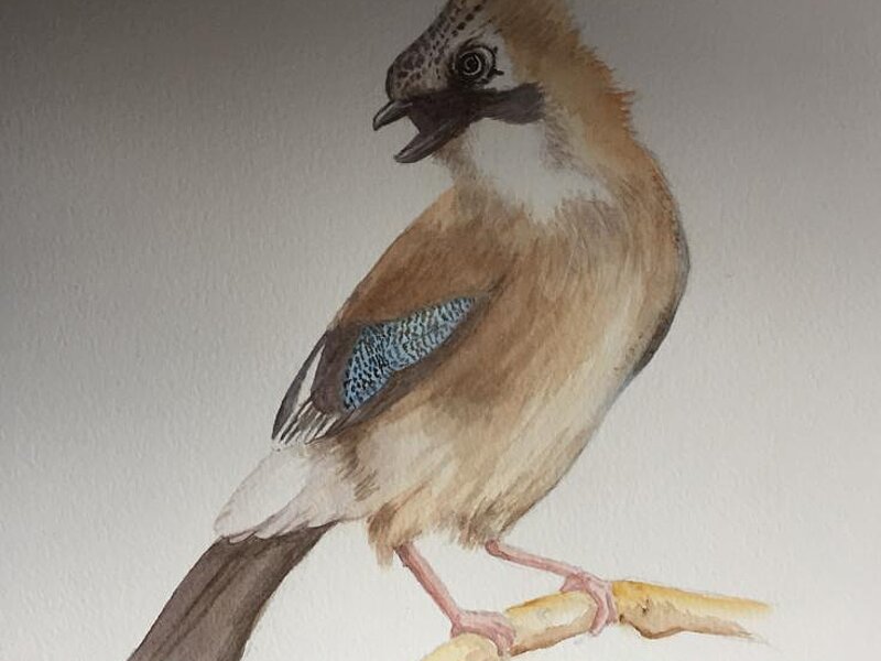 Aquarellbild Motiv Vogel