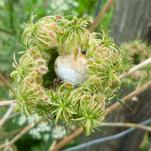 Schneckenhaus in Blütendolde