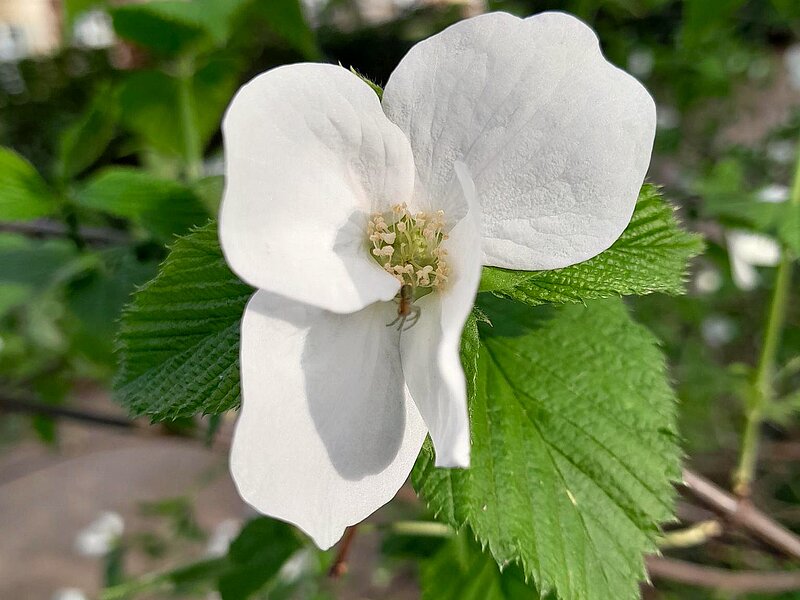 Heckenrose vor Gebäude