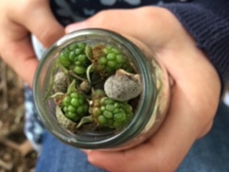 Kind hält Glas mit Naturmaterialien in der Hand im Projekt in der Jugendkunstschule im Kreativ-Haus Münster
