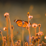 Intensivseminar Integrative Körperarbeit auf der Basis des Body-Mind Centering
